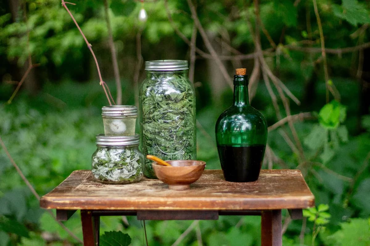 Mesa con plantas medicinales secas y frescas, frascos de vidrio, una libreta y una taza de infusión, representando el uso responsable y seguro de remedios herbales en casa.