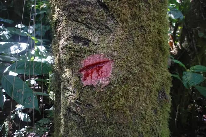 Tronco de un árbol de sangre de drago del que brota una resina roja, junto a hojas verdes en un entorno natural.
