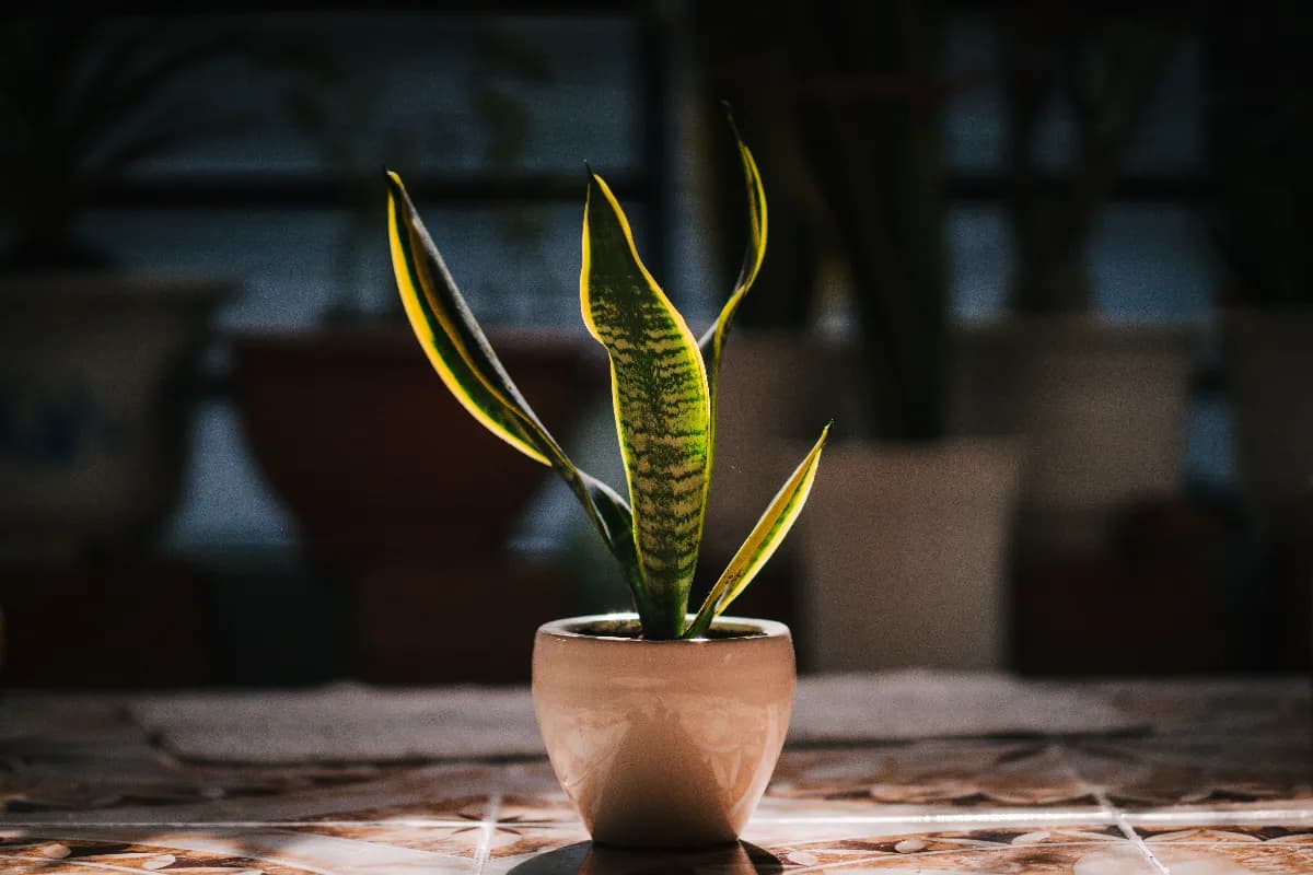 Plantas de interior populares como sansevieria, pothos, espatifilo y cinta colocadas en una sala luminosa, representando plantas asociadas a la purificación del aire en casa.