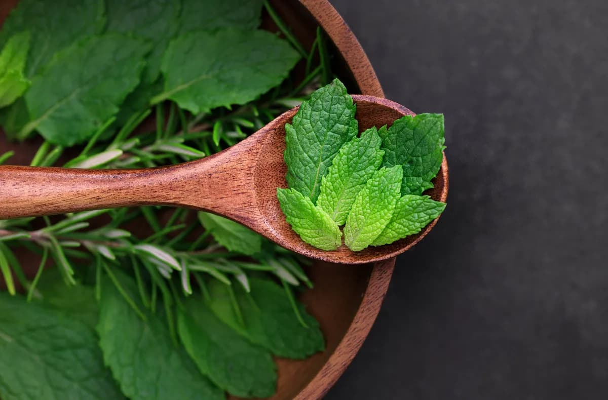 Hierbas frescas y plantas aromáticas en una cocina, con albahaca, romero, cilantro y menta listas para secar, congelar y conservar por más tiempo.