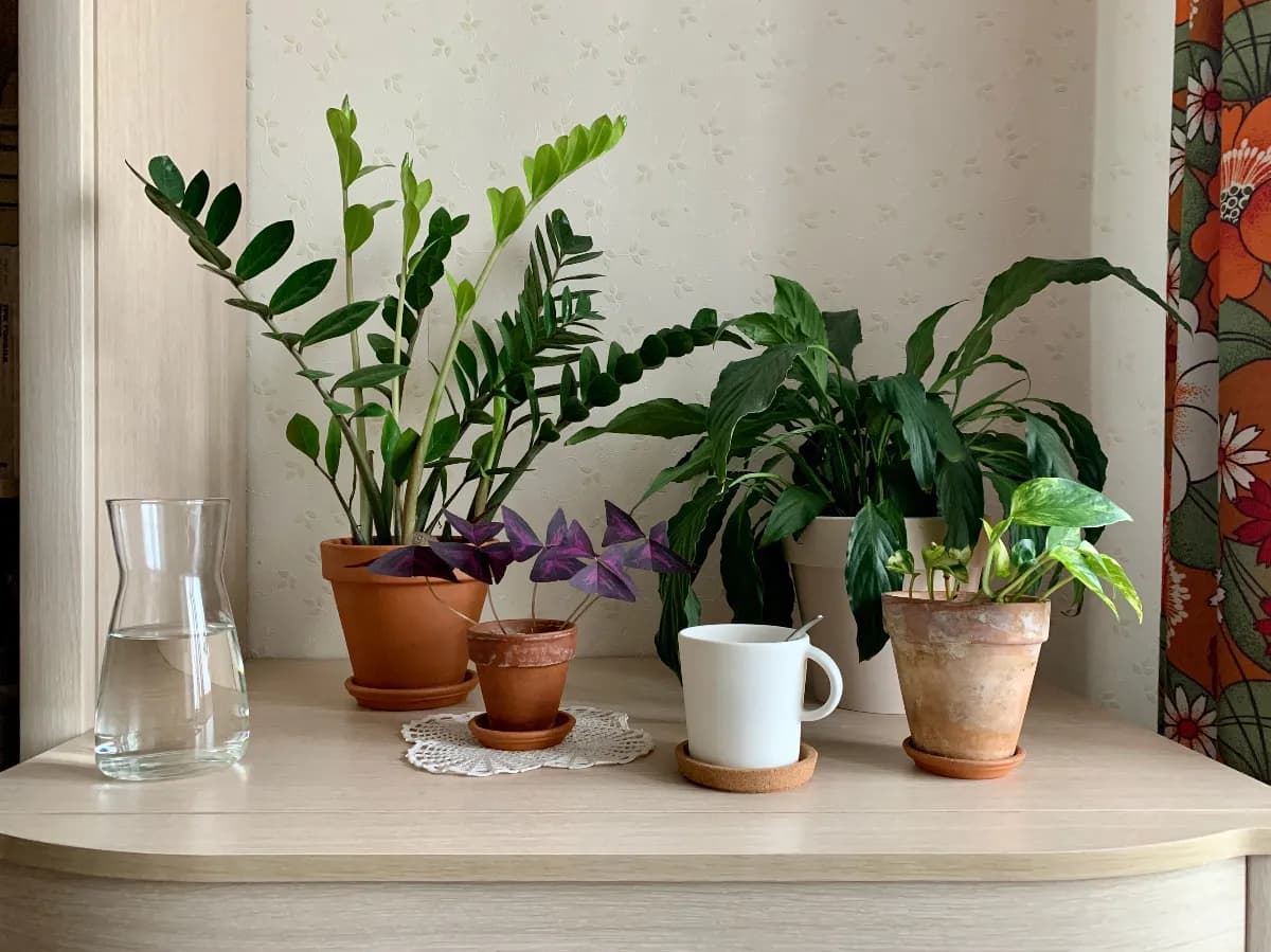 Colección de plantas de interior fáciles de cuidar, como pothos, sansevieria, zamioculca y cinta, colocadas en una sala luminosa para principiantes en jardinería.