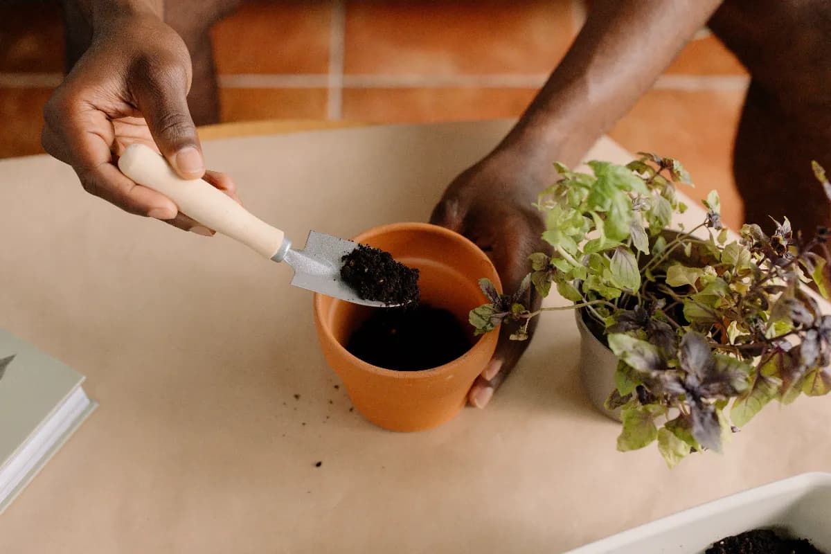 Manos sosteniendo compost orgánico oscuro mientras se fertiliza un huerto con hortalizas.
