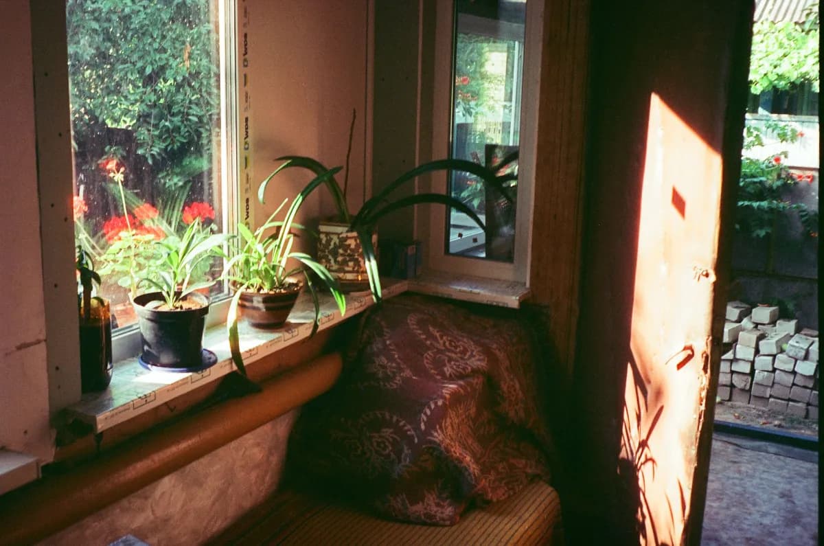 Plantas de interior colocadas en una sala con luz natural suave entrando por una ventana