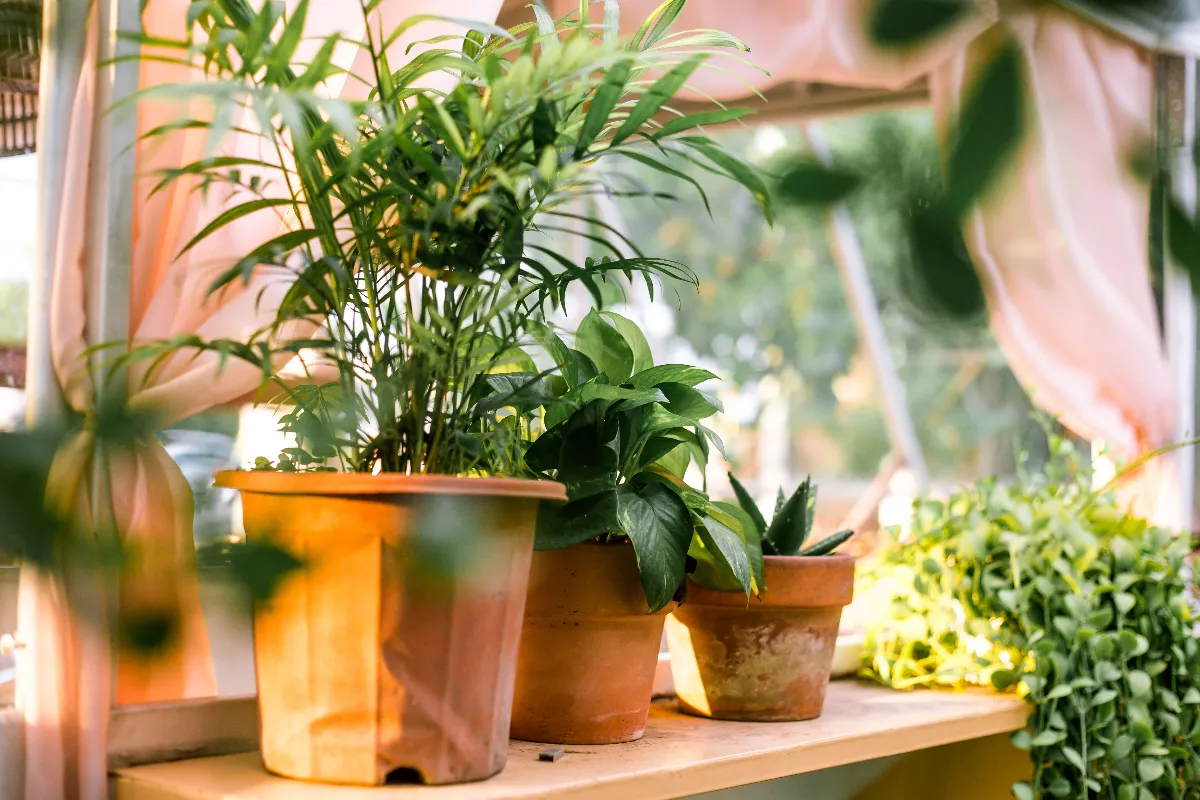Colección de plantas de interior resistentes en macetas sobre una repisa iluminada por luz natural