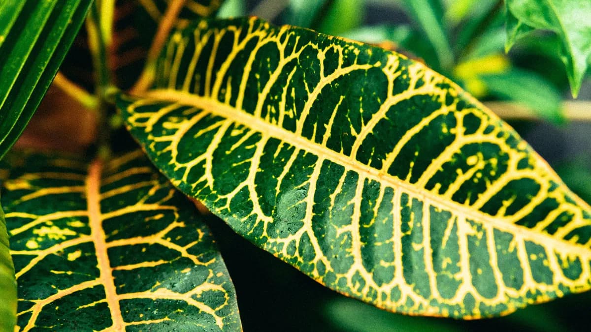 Hoja de planta de interior con tonos amarillos