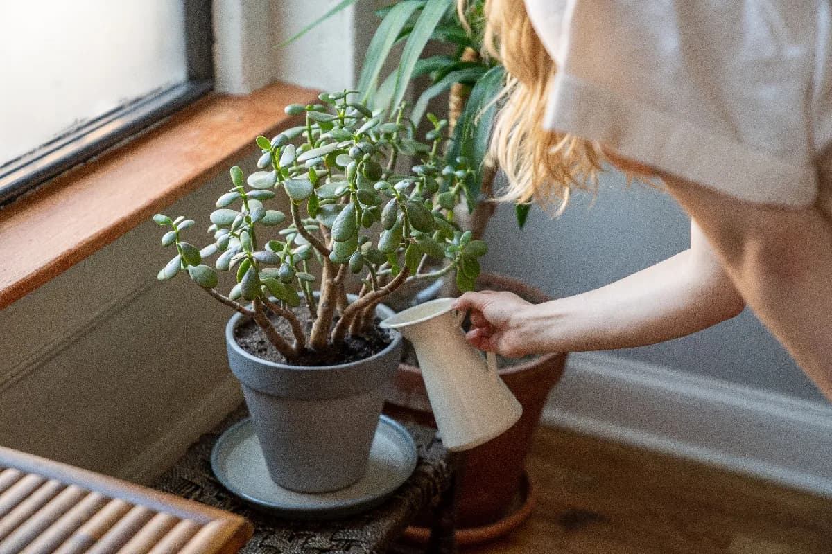 Persona regando una planta de interior en maceta mientras revisa la humedad del sustrato